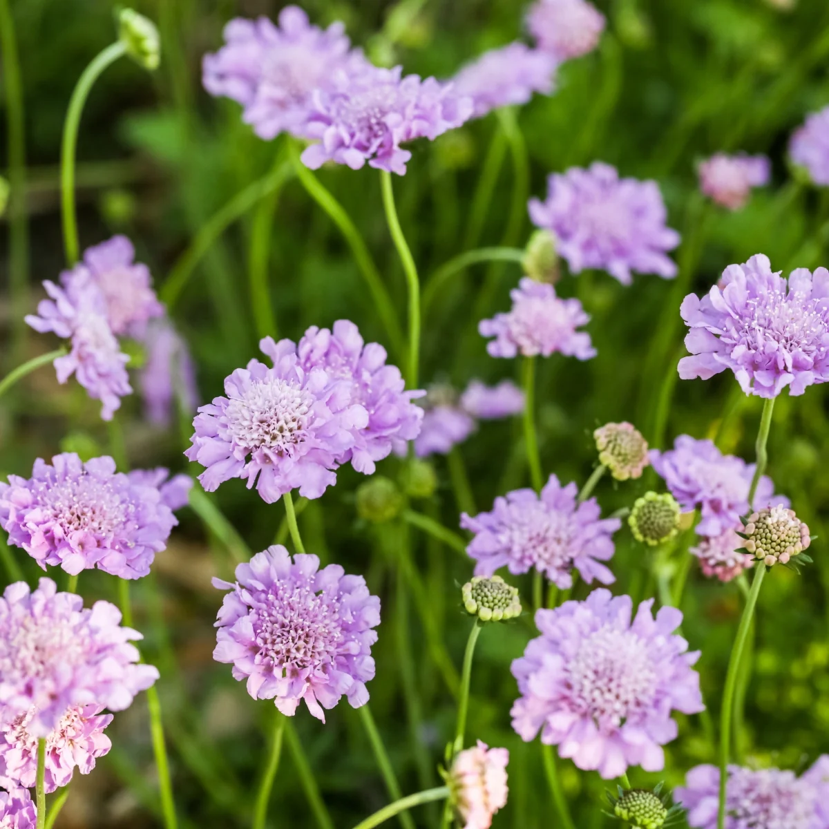 Featured Seasonal Planting Favorites
