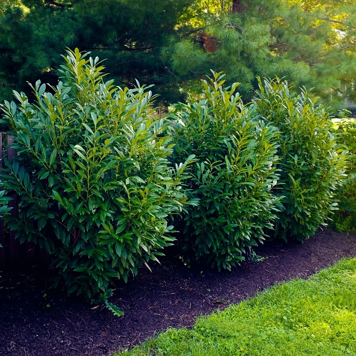 Shrubs On Sale